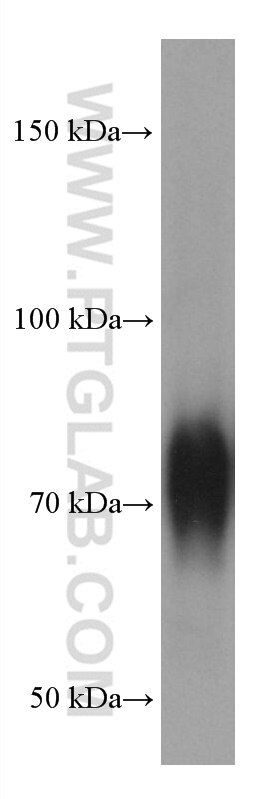 Western Blot (WB) analysis of HL-60 cells using SIRP Alpha Monoclonal antibody (67337-1-Ig)