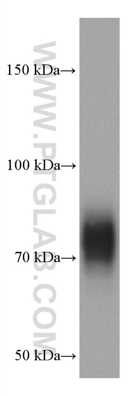 Western Blot (WB) analysis of THP-1 cells using SIRP Alpha Monoclonal antibody (67337-1-Ig)
