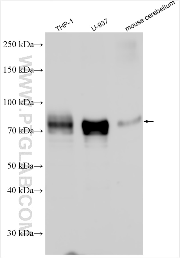 Western Blot (WB) analysis of various lysates using SIRP Alpha Polyclonal antibody (14482-1-AP)