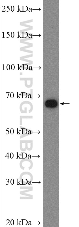 Western Blot (WB) analysis of PC-12 cells using SIRP Alpha Polyclonal antibody (14482-1-AP)