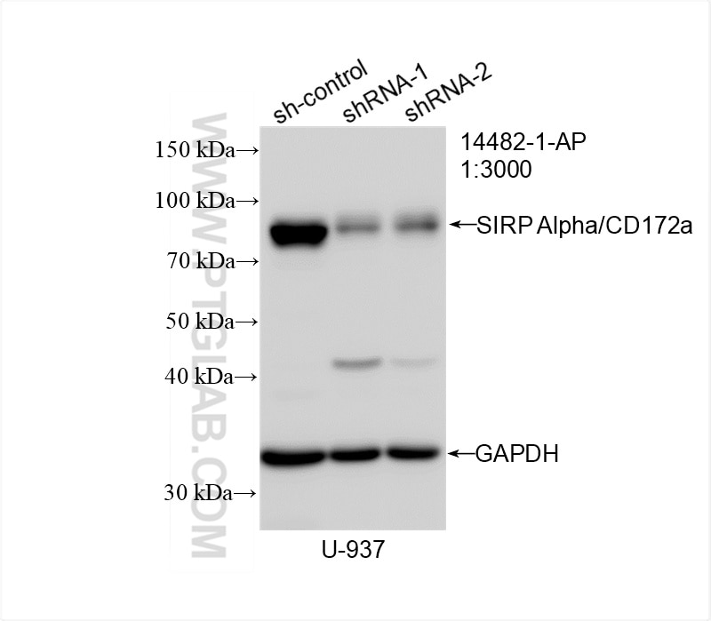 Western Blot (WB) analysis of U-937 cells using SIRP Alpha/CD172a Polyclonal antibody (14482-1-AP)