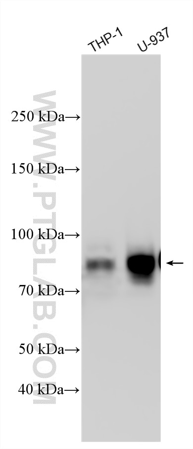Western Blot (WB) analysis of various lysates using SIRP Alpha/CD172a Polyclonal antibody (14482-1-AP)