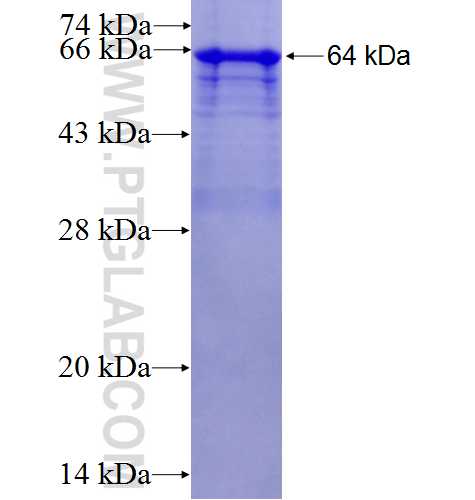 SIRPA fusion protein Ag5865 SDS-PAGE