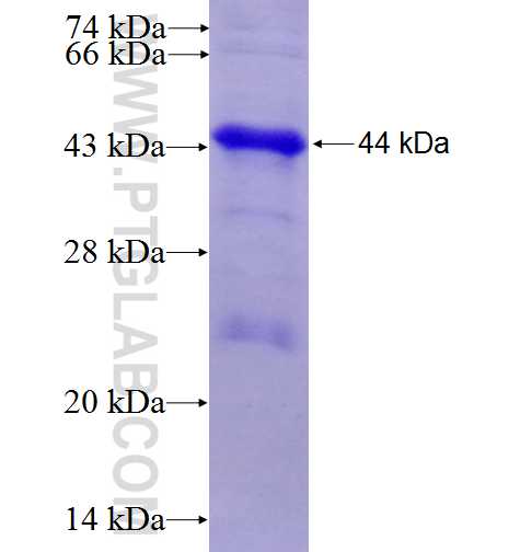 SIRPA fusion protein Ag6361 SDS-PAGE