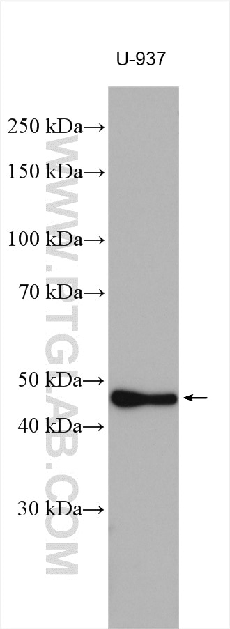 Western Blot (WB) analysis of various lysates using SIRP beta 1/CD172b Polyclonal antibody (11811-1-AP)