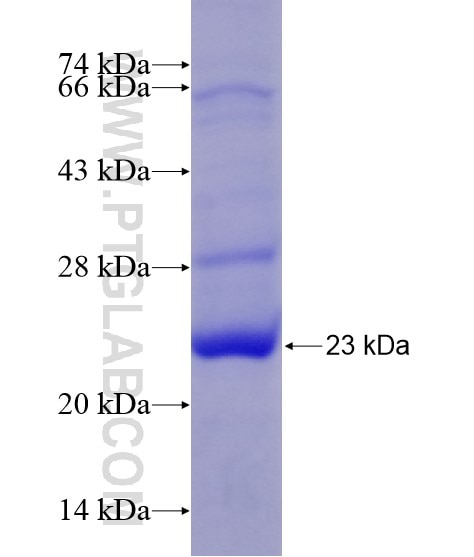 SIRPB1 fusion protein Ag28615 SDS-PAGE
