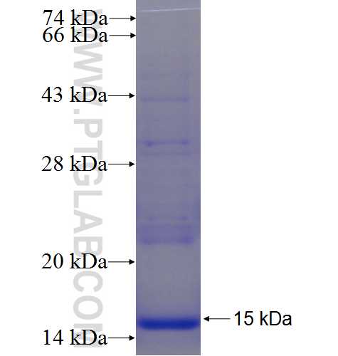 SIRPD fusion protein Ag24246 SDS-PAGE