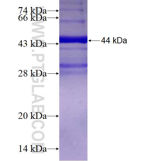 SIRPG fusion protein Ag2430 SDS-PAGE
