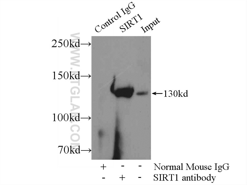 Immunoprecipitation (IP) experiment of HeLa cells using SIRT1 Monoclonal antibody (60303-1-Ig)