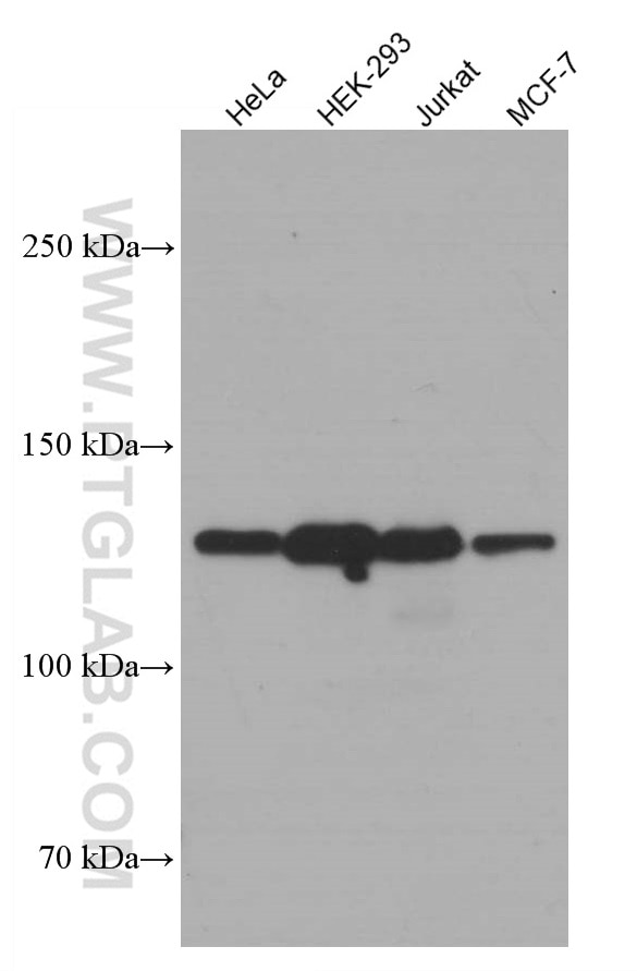 Western Blot (WB) analysis of various lysates using SIRT1 Monoclonal antibody (60303-1-Ig)