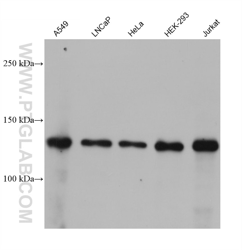 Western Blot (WB) analysis of various lysates using SIRT1 Monoclonal antibody (60303-1-Ig)