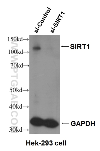 Western Blot (WB) analysis of Hek-293 cells using SIRT1 Monoclonal antibody (60303-1-Ig)