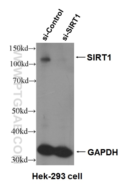 WB analysis of Hek-293 cells using 60303-1-Ig