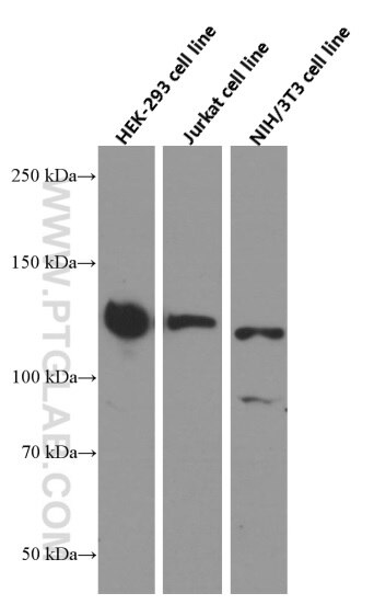 SIRT1 Monoclonal antibody