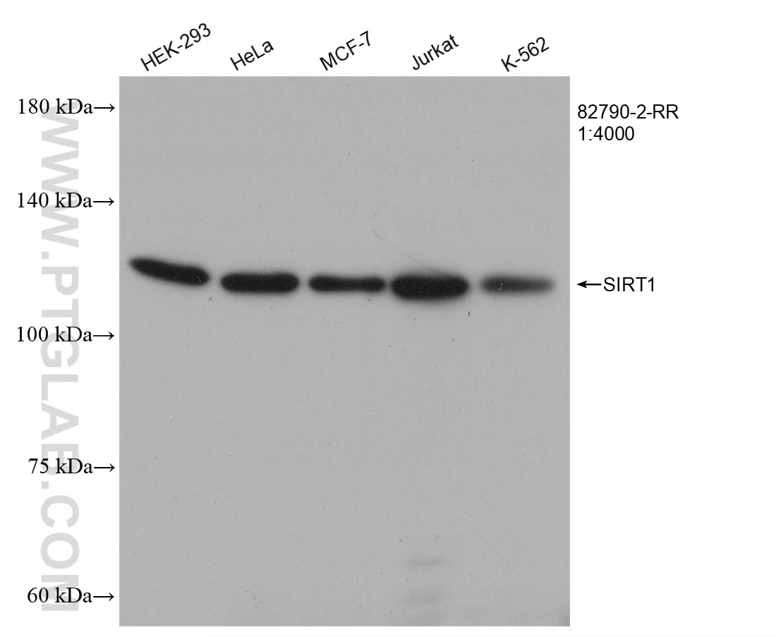 Western Blot (WB) analysis of various lysates using SIRT1 Recombinant antibody (82790-2-RR)