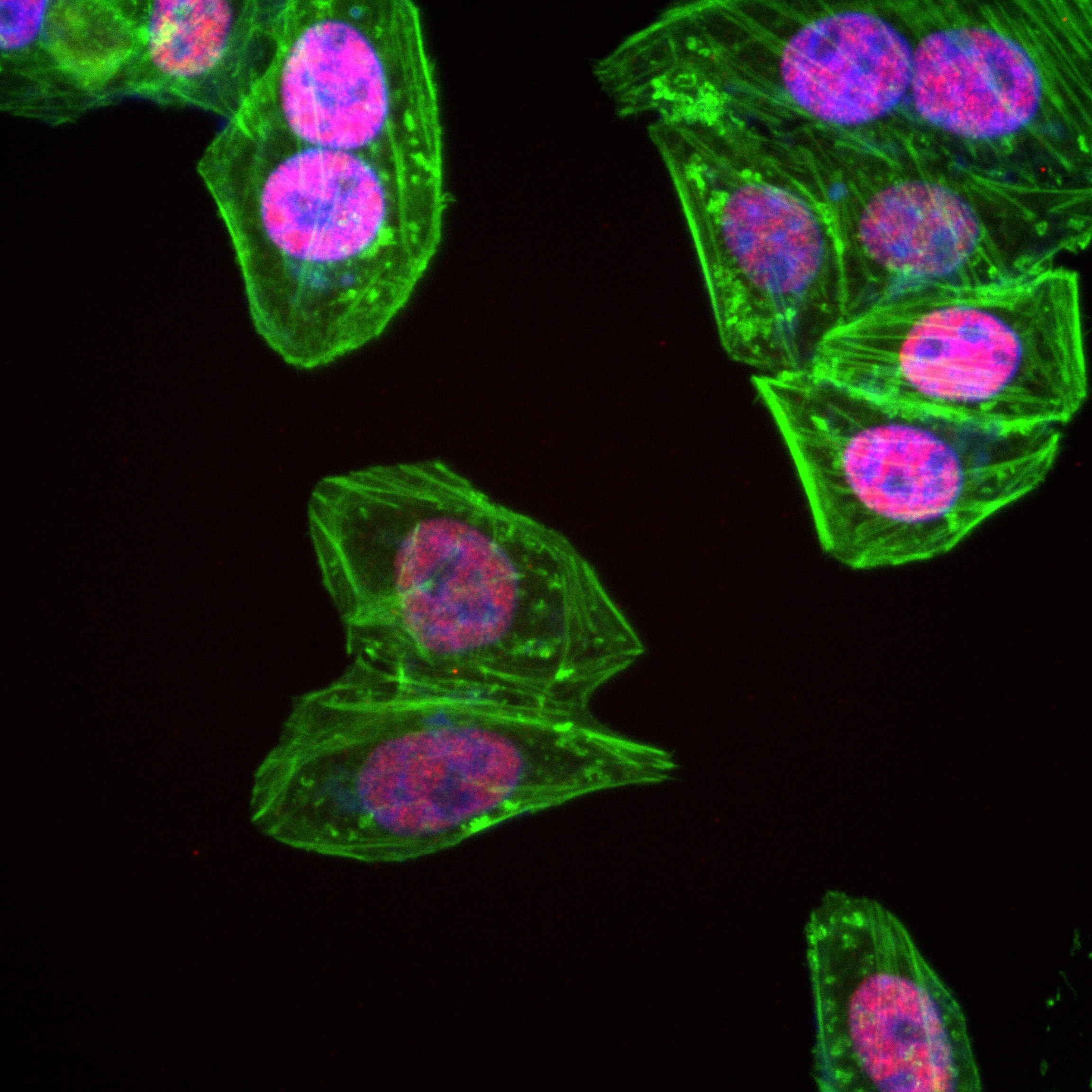 Immunofluorescence (IF) / fluorescent staining of HepG2 cells using SIRT1  Recombinant antibody (82790-4-RR)