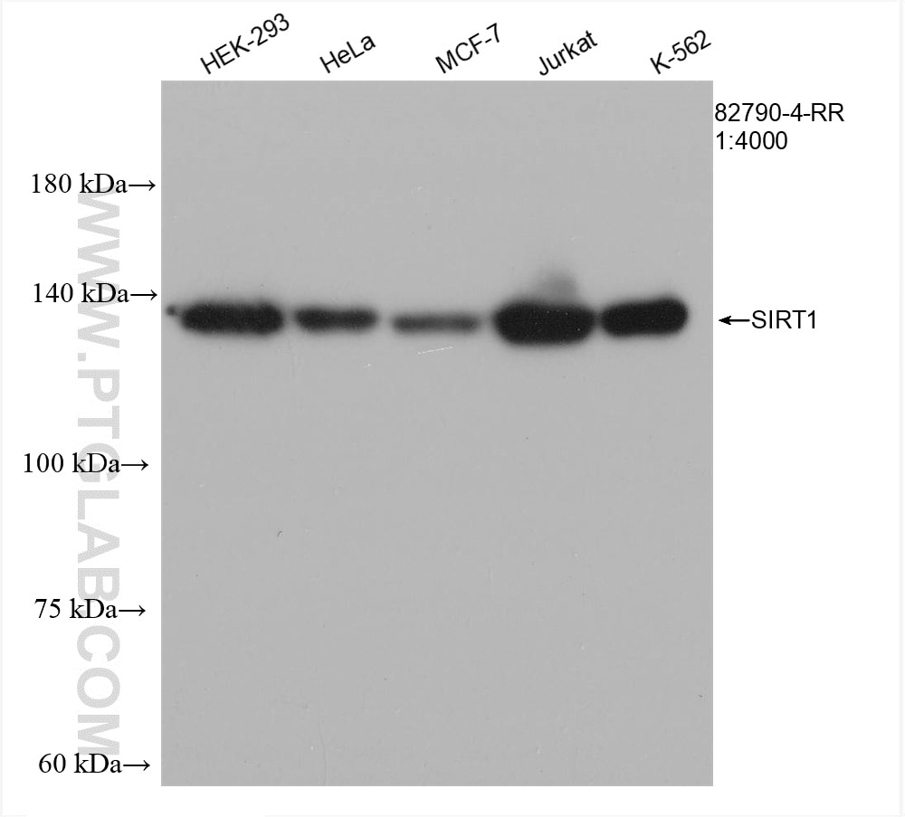 Western Blot (WB) analysis of various lysates using SIRT1  Recombinant antibody (82790-4-RR)