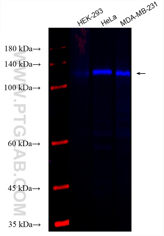 Western Blot (WB) analysis of various lysates using CoraLite® Plus 750-conjugated SIRT1 Polyclonal ant (CL750-13161)