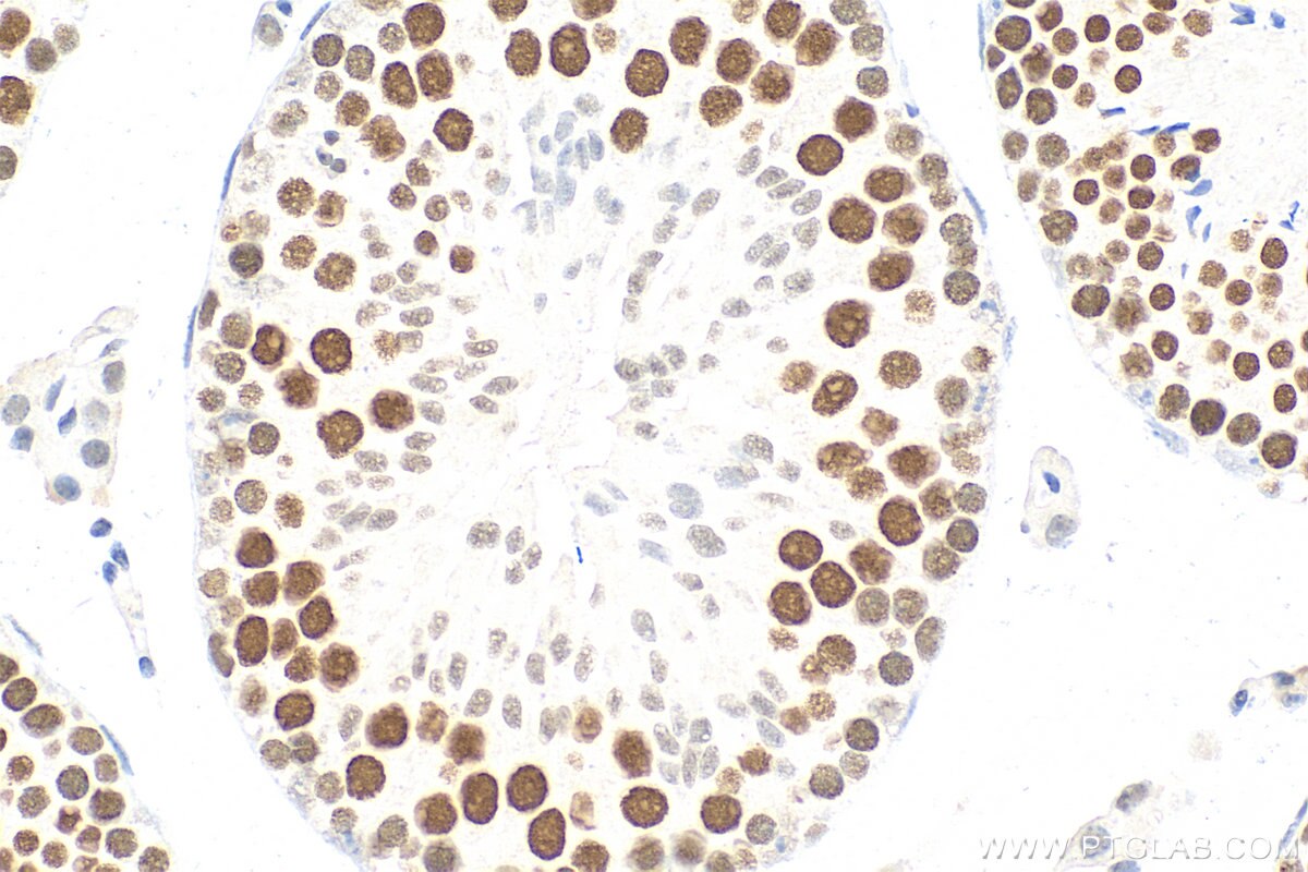Immunohistochemistry (IHC) staining of mouse testis tissue using Multi-rAb™ SIRT1 Multi-Recombinant antibody (RMX00009)