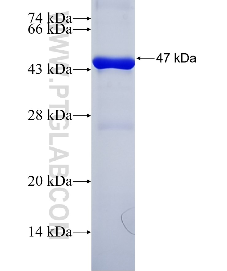 SIRT1 fusion protein Ag17677 SDS-PAGE