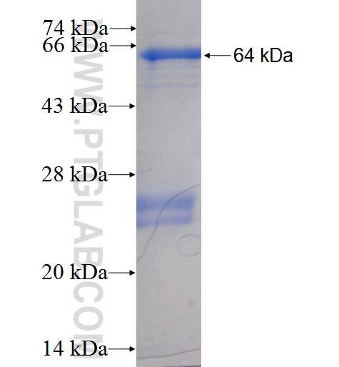 SIRT1 fusion protein Ag3808 SDS-PAGE