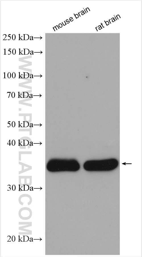 Western Blot (WB) analysis of various lysates using SIRT2 Polyclonal antibody (19655-1-AP)