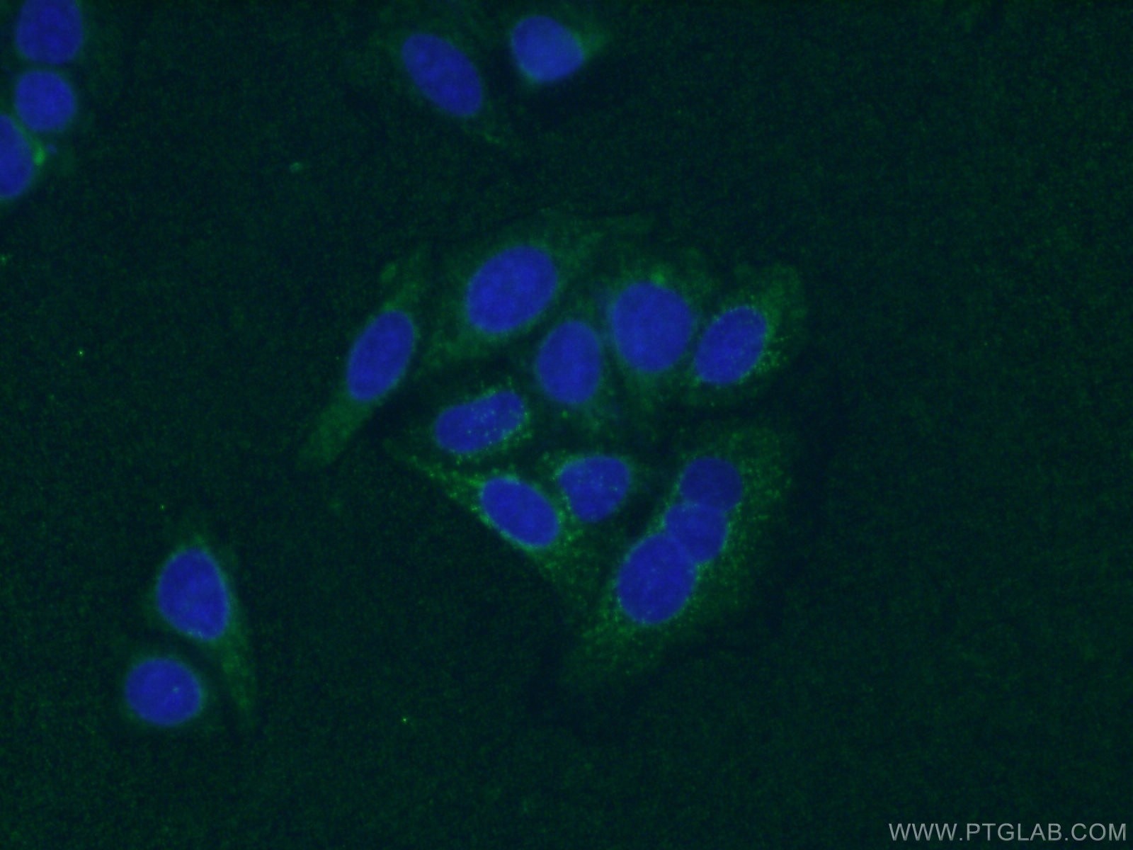 Immunofluorescence (IF) / fluorescent staining of HepG2 cells using SIRT2 Monoclonal antibody (66410-1-Ig)