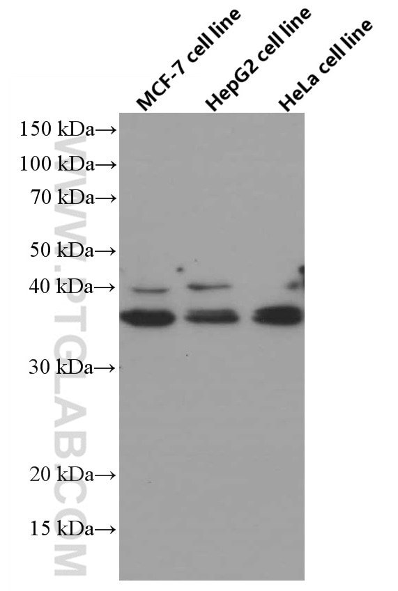 Western Blot (WB) analysis of MCF-7 cells using SIRT2 Monoclonal antibody (66410-1-Ig)