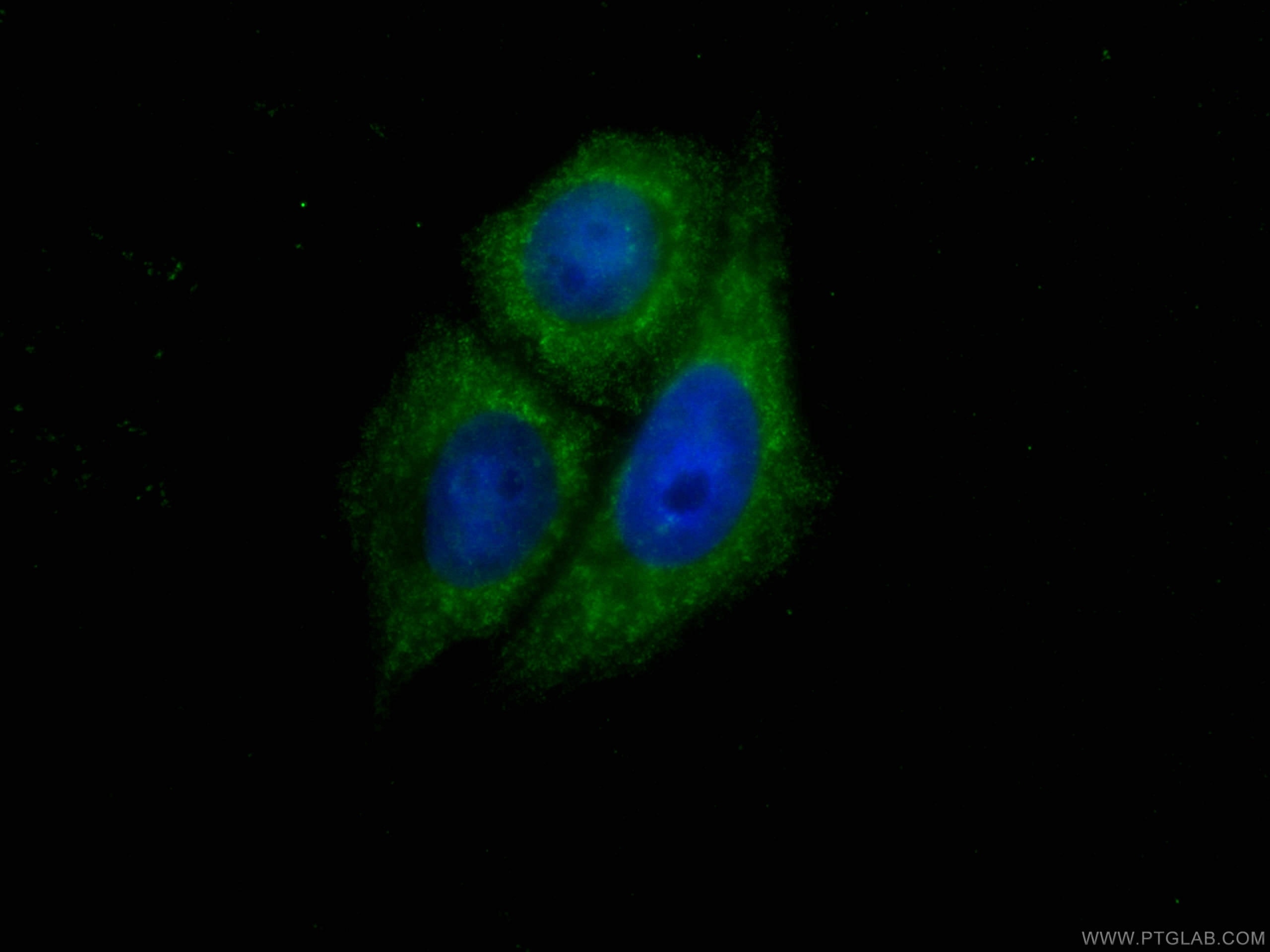 Immunofluorescence (IF) / fluorescent staining of HepG2 cells using CoraLite® Plus 488-conjugated SIRT2 Monoclonal ant (CL488-66410)