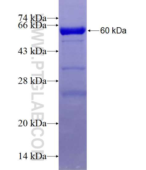 SIRT2 fusion protein Ag7556 SDS-PAGE