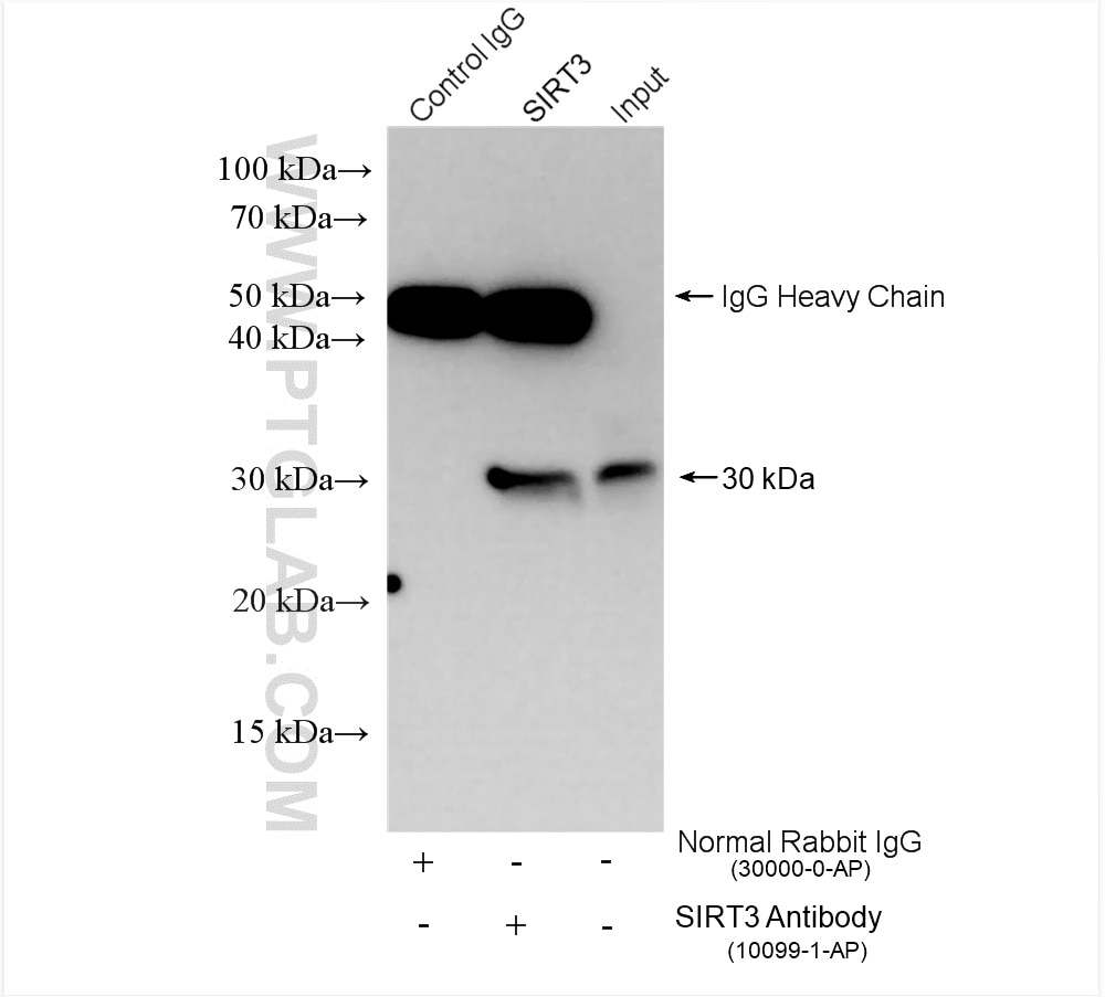 Immunoprecipitation (IP) experiment of HT-29 cells using SIRT3 Polyclonal antibody (10099-1-AP)