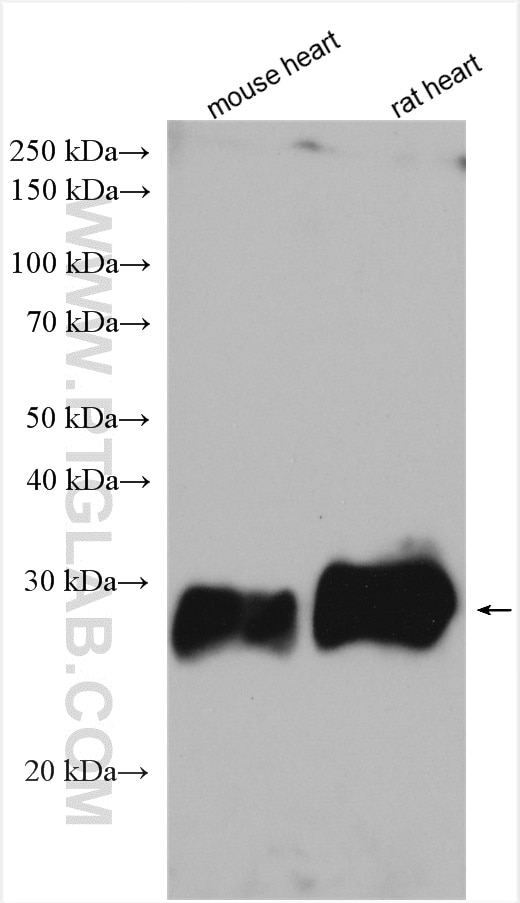 Western Blot (WB) analysis of various lysates using SIRT3 Polyclonal antibody (10099-1-AP)