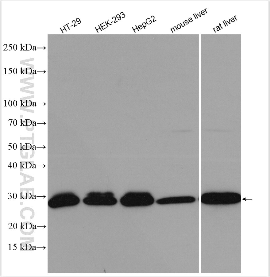 Western Blot (WB) analysis of various lysates using SIRT3 Polyclonal antibody (10099-1-AP)
