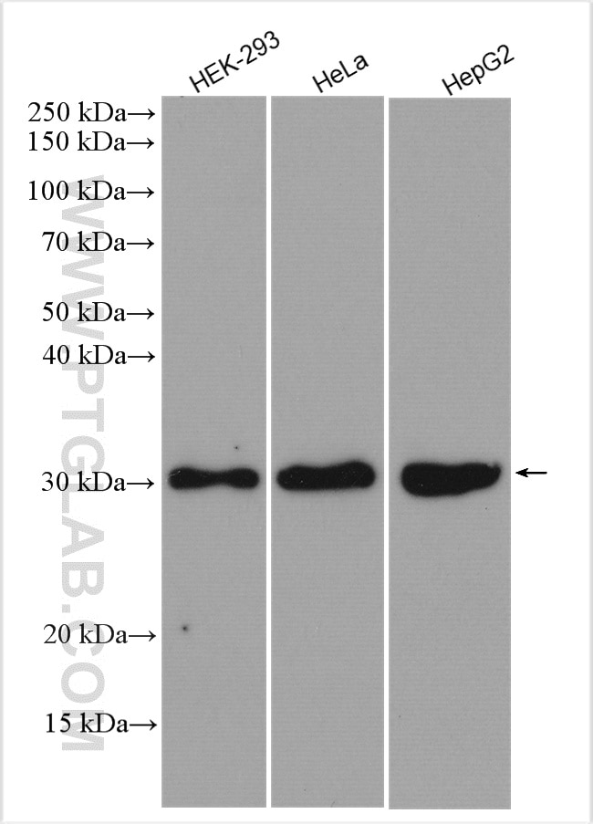 Western Blot (WB) analysis of various lysates using SIRT3 Polyclonal antibody (29838-1-AP)