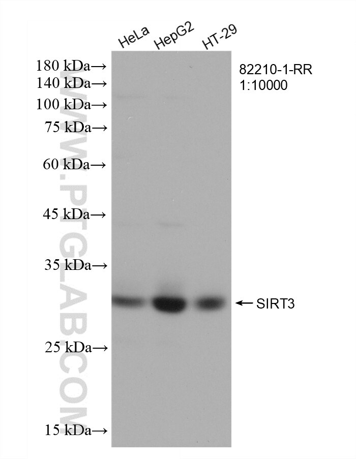 Western Blot (WB) analysis of various lysates using SIRT3 Recombinant antibody (82210-1-RR)