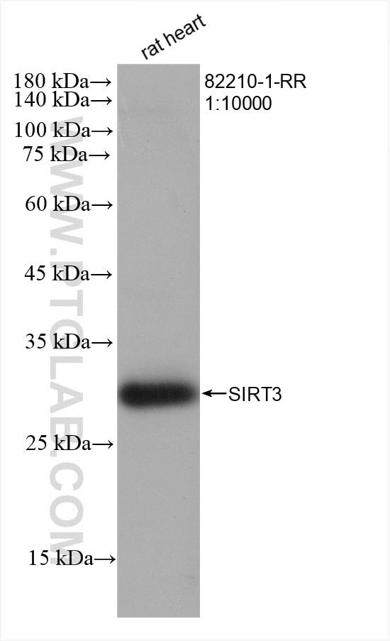 Western Blot (WB) analysis of various lysates using SIRT3 Recombinant antibody (82210-1-RR)
