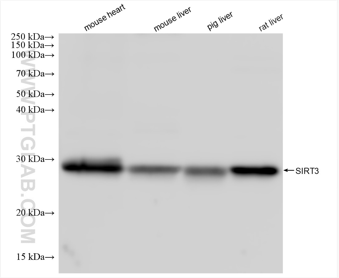 Western Blot (WB) analysis of various lysates using SIRT3 Recombinant antibody (82210-1-RR)