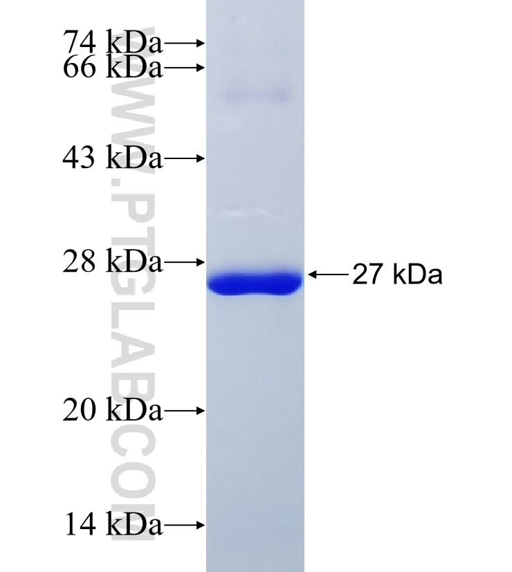 SIRT3 fusion protein Ag26280 SDS-PAGE
