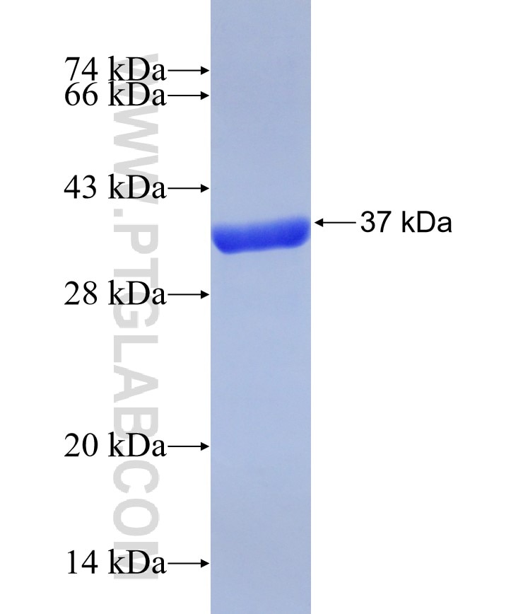 SIRT3 fusion protein Ag31333 SDS-PAGE