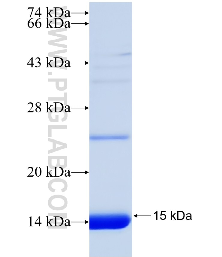 SIRT3 fusion protein Ag31346 SDS-PAGE SIRT3 fusion protein Ag31346 SDS-PAGE