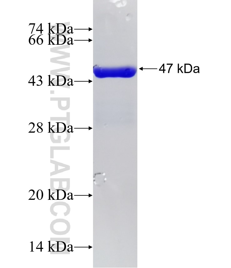 SIRT3 fusion protein Ag0148 SDS-PAGE