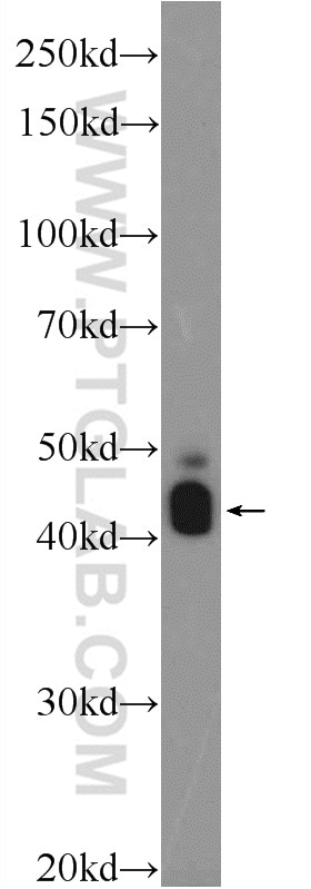 Western Blot (WB) analysis of NIH/3T3 cells using SIRT4 Polyclonal antibody (21440-1-AP)