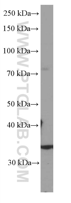 Western Blot (WB) analysis of L02 cells using SIRT4 Monoclonal antibody (66543-1-Ig)