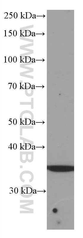 Western Blot (WB) analysis of HeLa cells using SIRT4 Monoclonal antibody (66543-1-Ig)