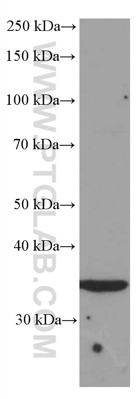 Western Blot (WB) analysis of PC-3 cells using SIRT4 Monoclonal antibody (66543-1-Ig)