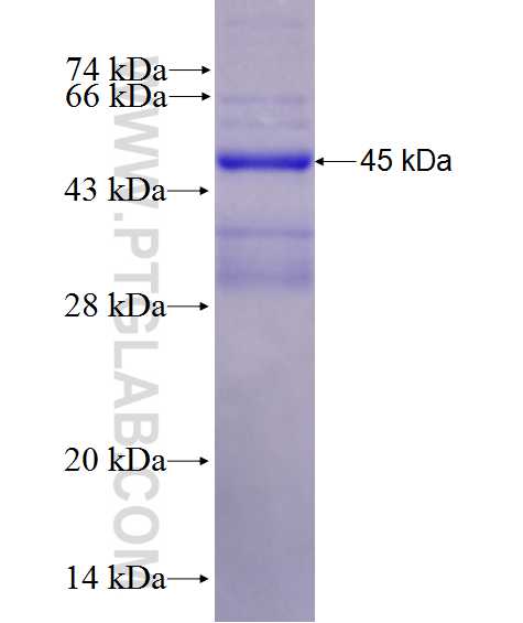 SIRT4 fusion protein Ag28003 SDS-PAGE