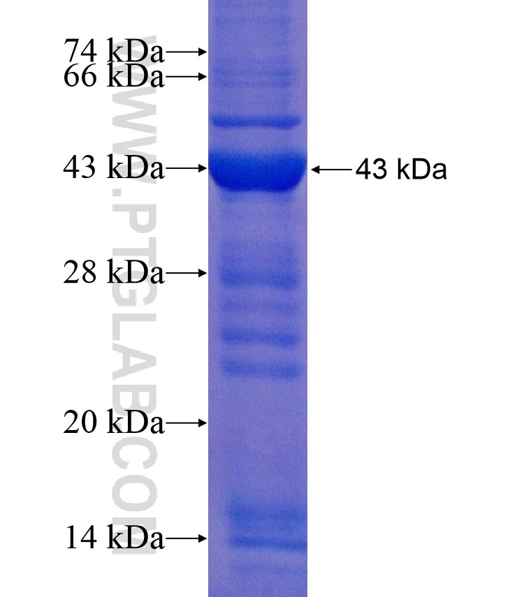 SIRT4 fusion protein Ag17347 SDS-PAGE