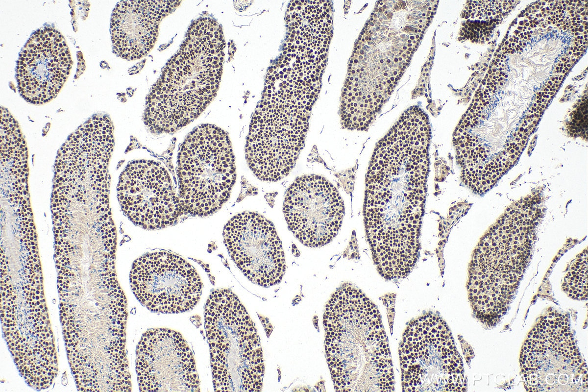 Immunohistochemistry (IHC) staining of mouse testis tissue using SIRT6 Polyclonal antibody (13572-1-AP)