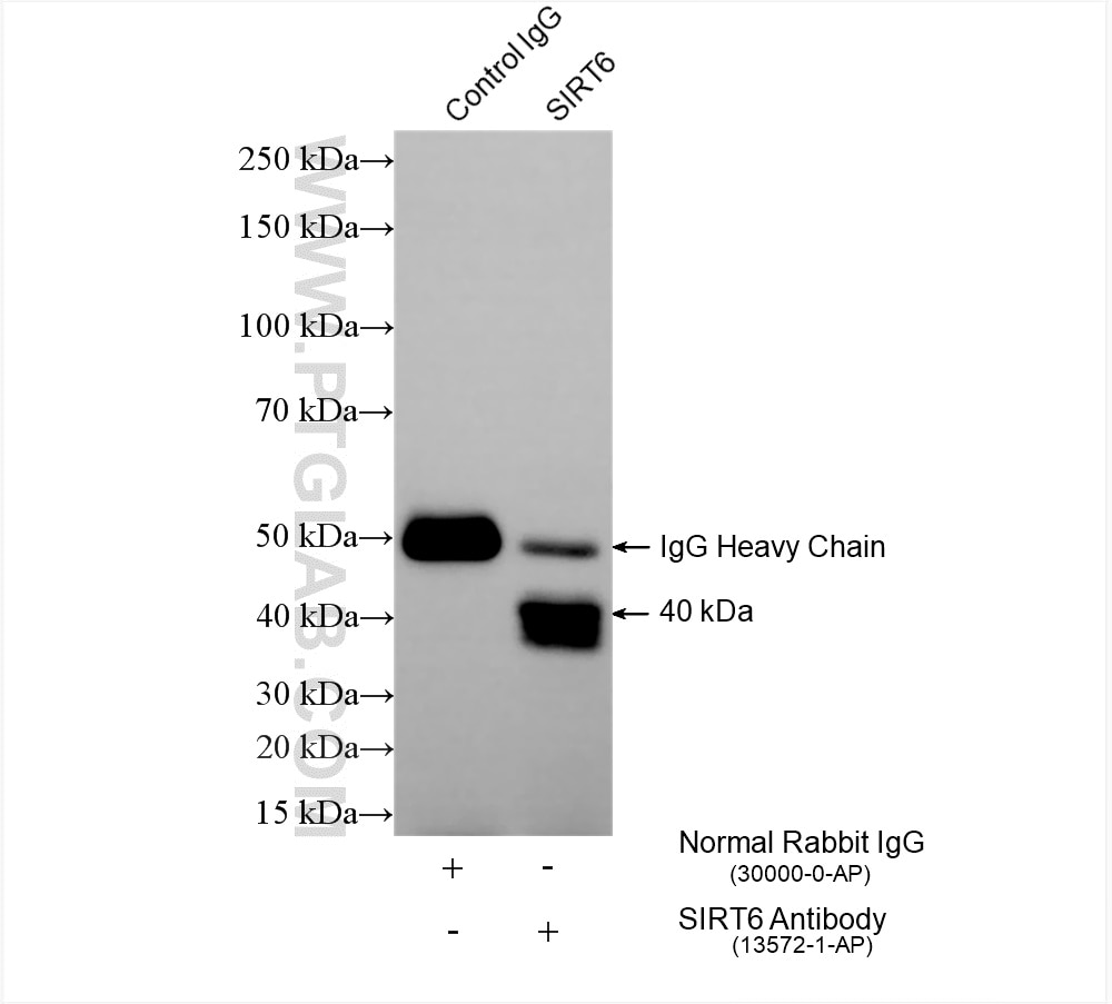 Immunoprecipitation (IP) experiment of BxPC-3 cells using SIRT6 Polyclonal antibody (13572-1-AP)