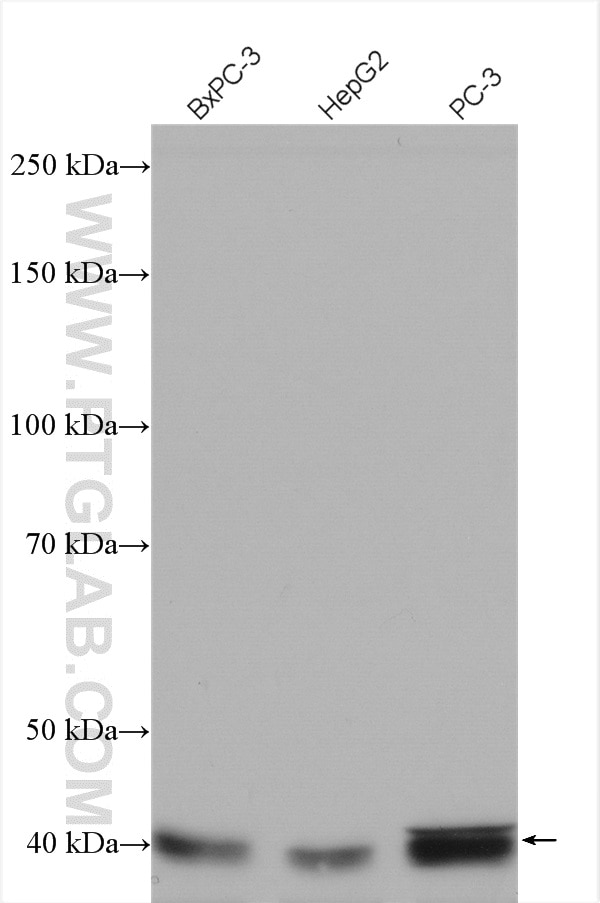 Western Blot (WB) analysis of various lysates using SIRT6 Polyclonal antibody (13572-1-AP)